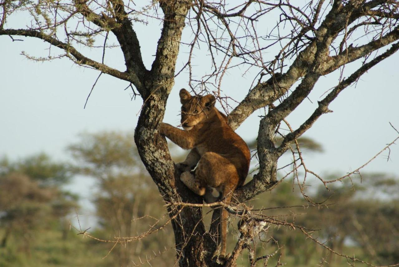 African Sunrise Lodge And Campsite Mto wa Mbu Buitenkant foto