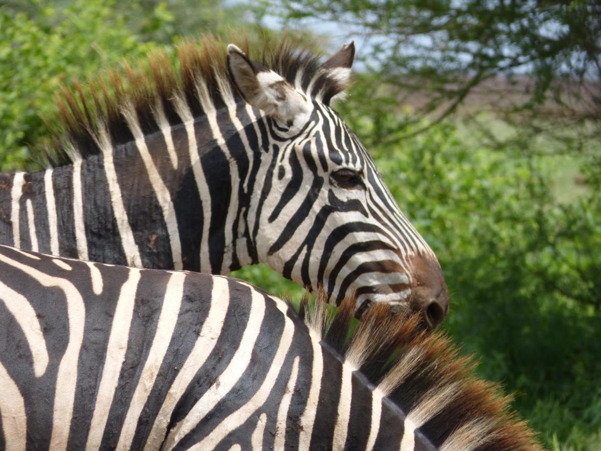 African Sunrise Lodge And Campsite Mto wa Mbu Buitenkant foto