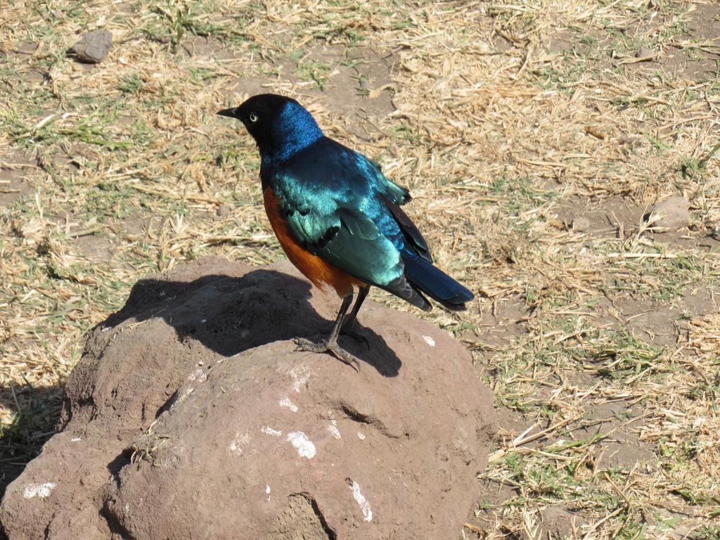 African Sunrise Lodge And Campsite Mto wa Mbu Buitenkant foto